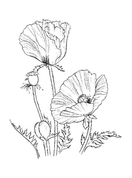 Мак карандашом