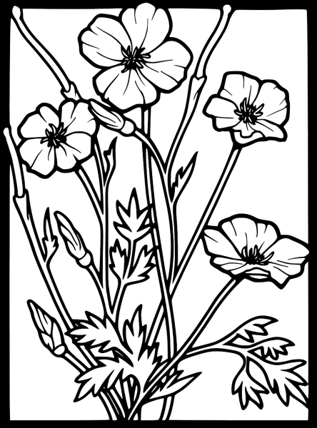 Цветок Мак карандашом