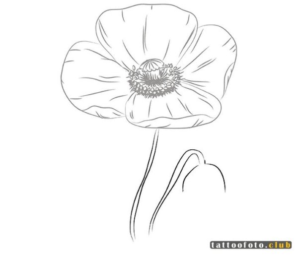 Контур полевых цветов