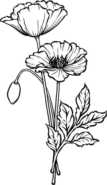 Мак рисунок