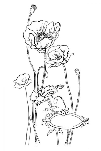 Маки карандашом