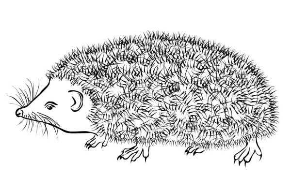 Дикобраз силуэт