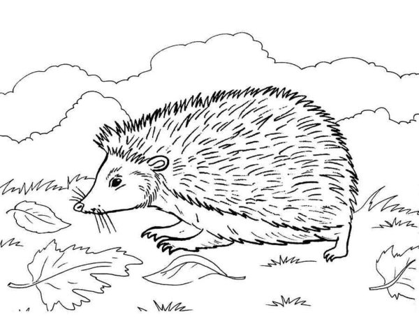 Раскраска колючий Ежик