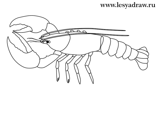 Речнеойрак нарисовать