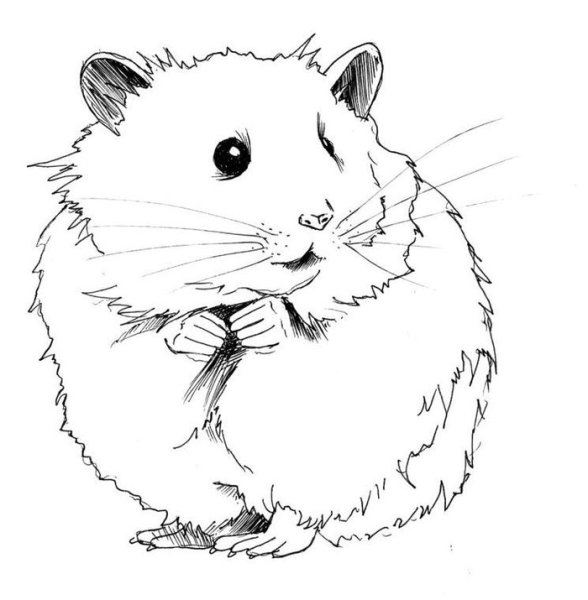 Раскрасы джунгарских хомяков