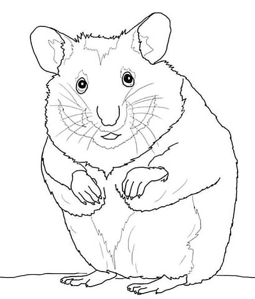 Раскраска джунгарский хомячок