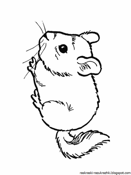 Раскраска хомяк