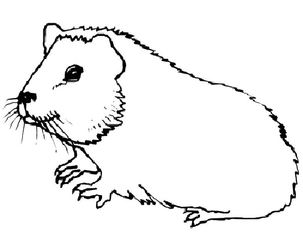 Раскраска морская Свинка