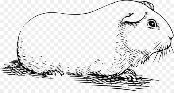 Раскраска морская Свинка