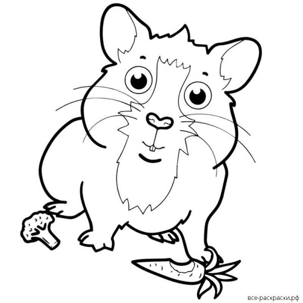 Раскраска сирийский хомяк