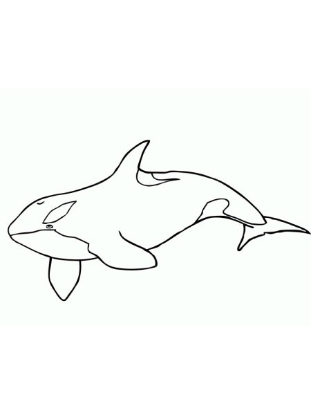 Касатка раскраска