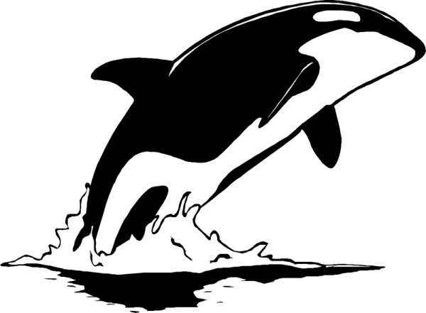 Касатка черно белая