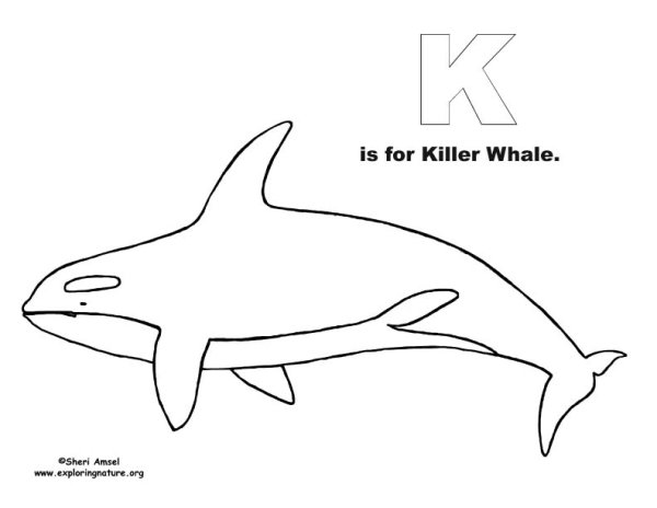 Касатка раскраска