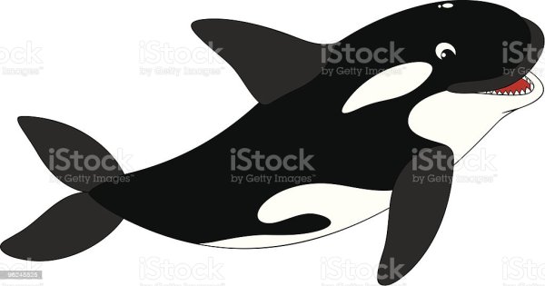 Косатка раскраска для детей