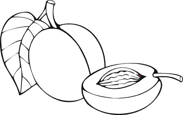 Слива раскраска