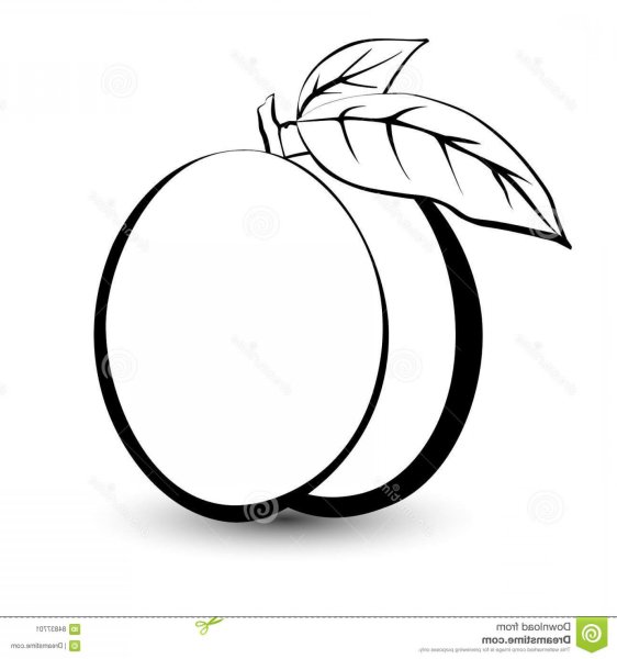 Слива раскраска