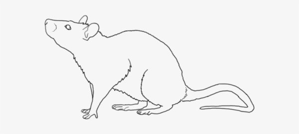 Силуэт крысы спереди