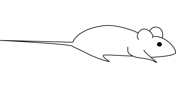Крыса раскраска для детей