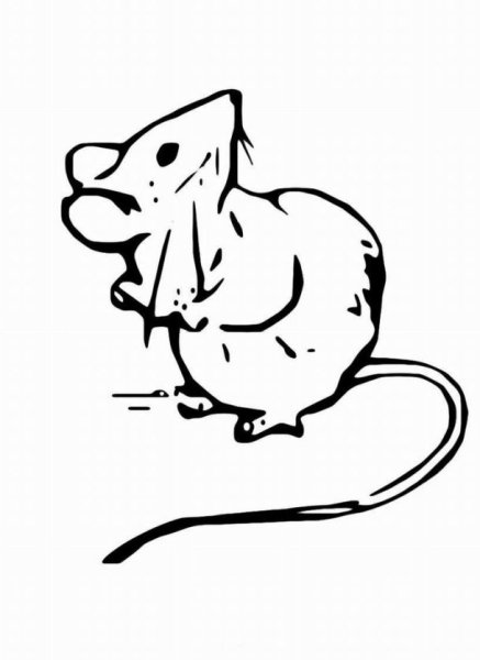 Мышка раскраска