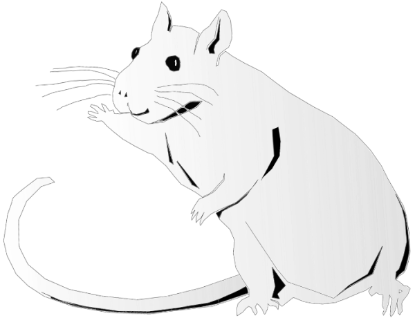 Контур мыши на белом фоне