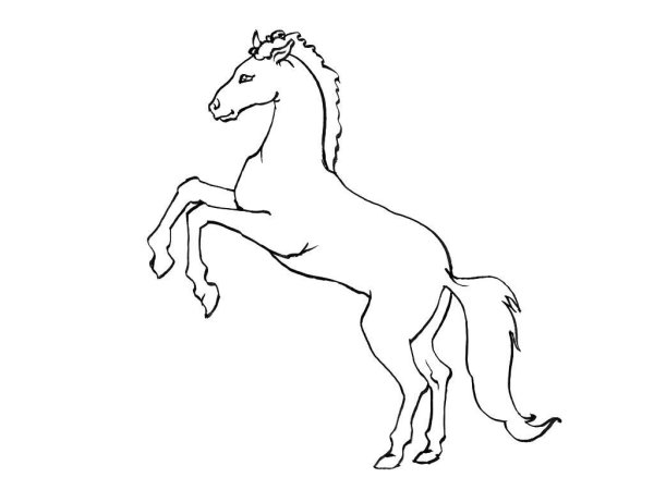 Схематичное изображение лошади