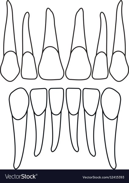 Графическое изображение зуба