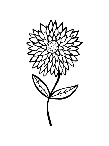 Раскраска Астра цветок