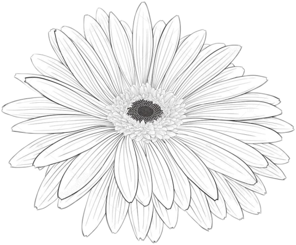 Гербера трафарет