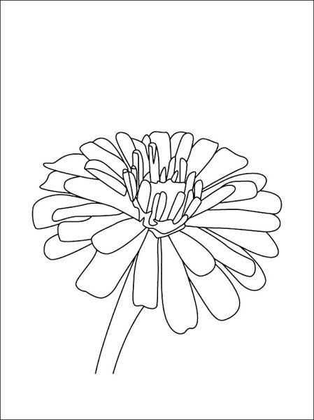 Раскраска Астра цветок