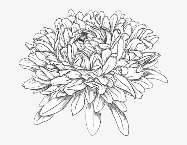 Астра эскиз