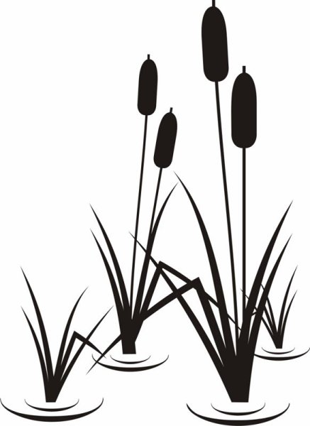 Камыш рисунок