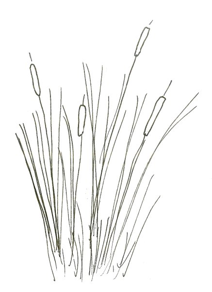 Камыши карандашом