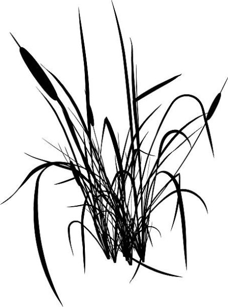Камыш рисунок