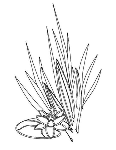 Трава раскраска