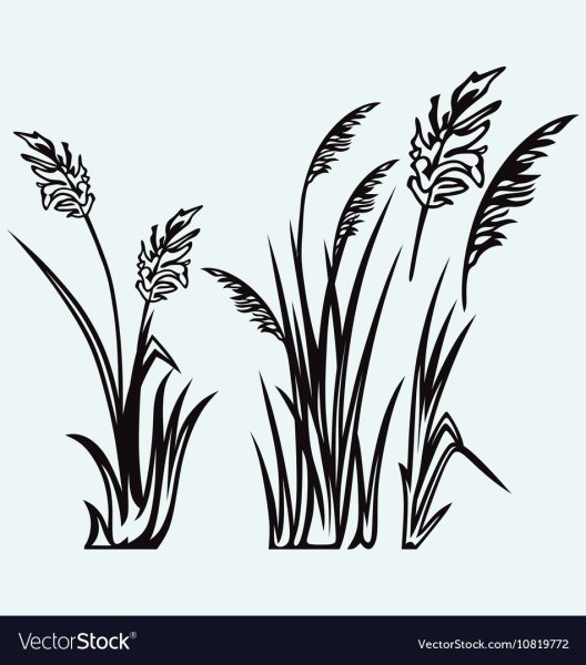 Трафарет камыша для покраски лодки