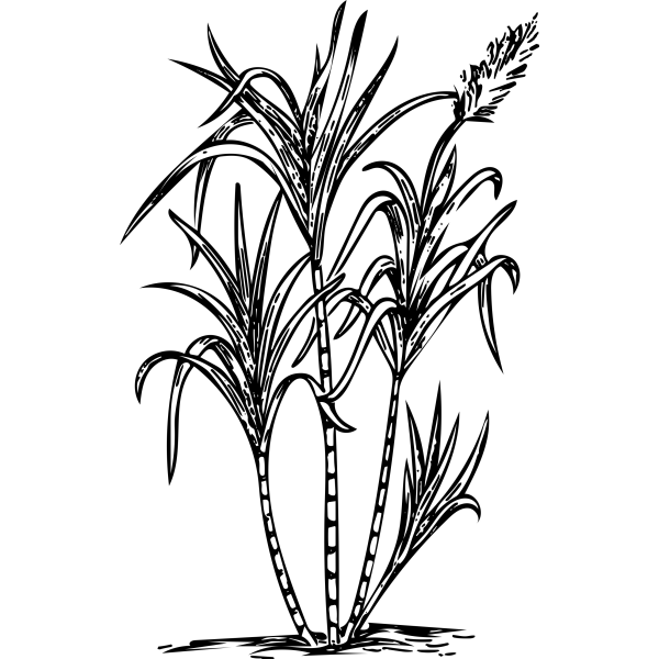 Стебли сахарного тростника