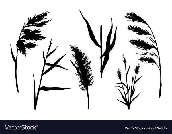 Камыши силуэт