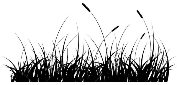 Силуэт травы на прозрачном фоне