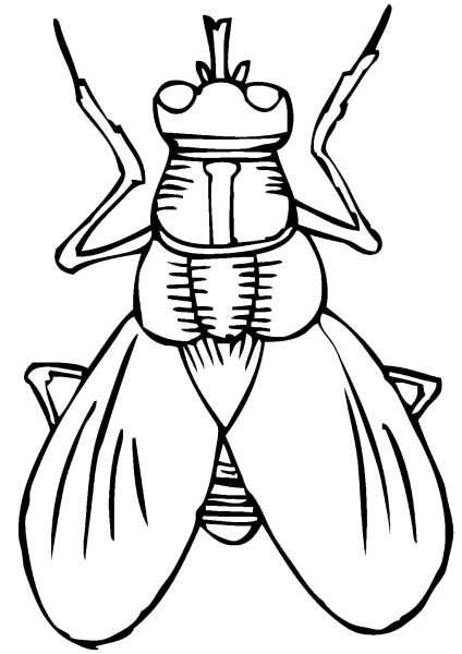 Насекомые для раскрашивания детям