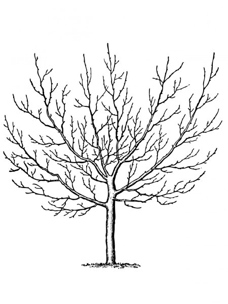 Контур дерева для детей