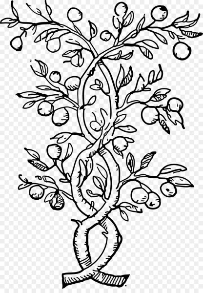 Раскраска абрикос на дереве для детей