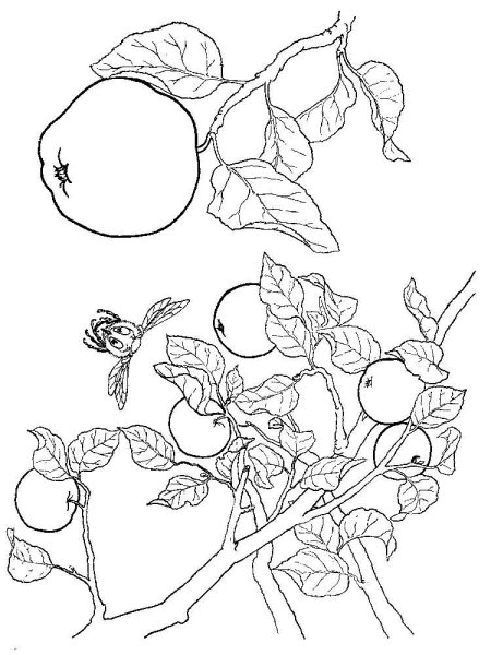 Яблоня раскраска для малышей