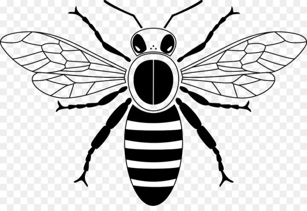 Насекомые черно белые