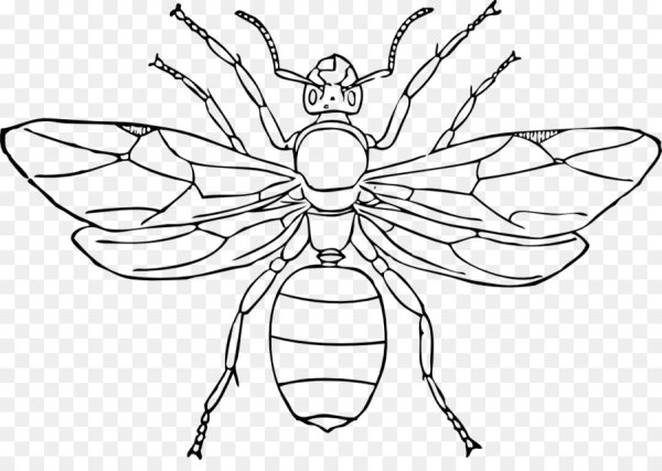 Раскраска насекомые Оса