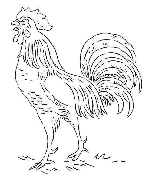 Петух раскраска для детей