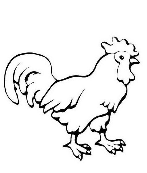 Контур петуха для раскрашивания