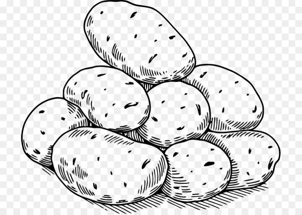 Картошка раскраска