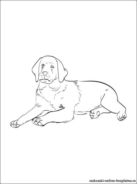 Лабрадор ретривер раскраска