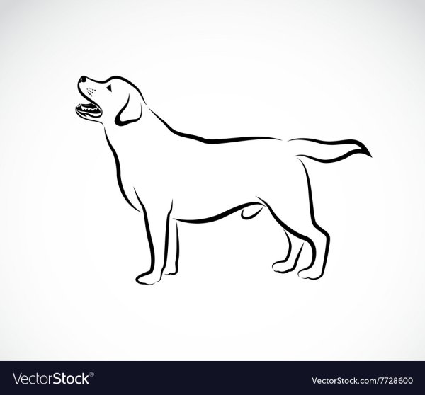 Эскиз силуэта ретривера