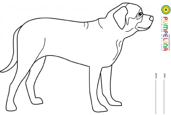 Раскраска ротвейлер